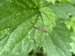 Tipulomorpha