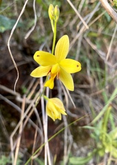 Spathoglottis pubescens