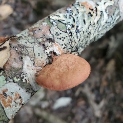 Hapalopilus rutilans