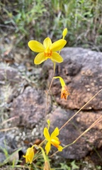 Spathoglottis pubescens
