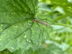 Tipulomorpha