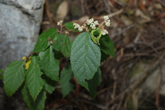 Seringia arborescens