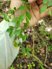Vaccinium elliottii