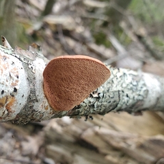 Hapalopilus rutilans