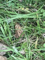 Anaxyrus fowleri