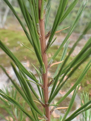 Pinus rigida