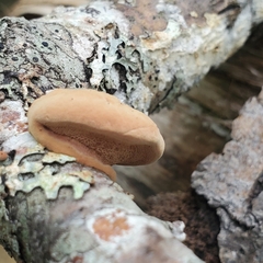 Hapalopilus rutilans