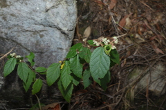 Seringia arborescens