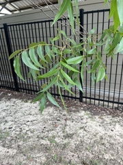 Carya illinoinensis