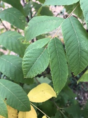 Juglans nigra