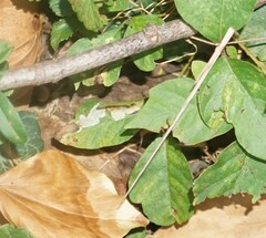 Cameraria guttifinitella