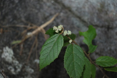 Seringia arborescens