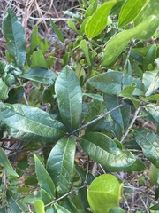 Quercus geminata