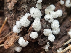 Ceratiomyxa