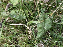 Jacobaea vulgaris