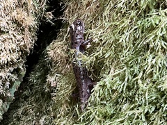 Dicamptodon tenebrosus