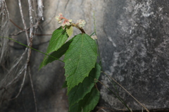 Seringia arborescens