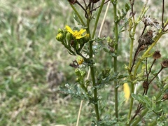 Jacobaea vulgaris