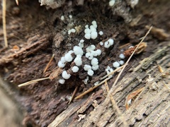 Ceratiomyxa