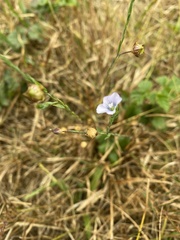 Linum bienne