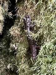 Dicamptodon tenebrosus