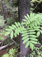 Sorbus sitchensis