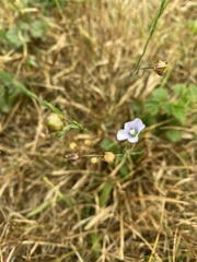 Linum bienne