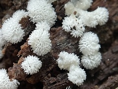 Ceratiomyxa