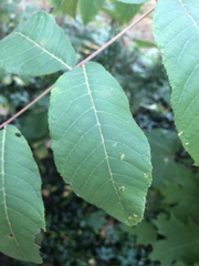 Juglans nigra