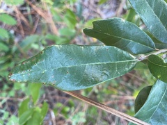 Quercus geminata