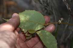 Seringia arborescens