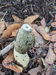 Phallus ravenelii