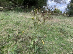 Jacobaea vulgaris