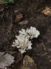 Sebacina schweinitzii