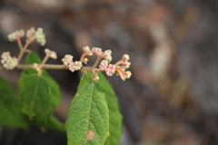 Seringia arborescens
