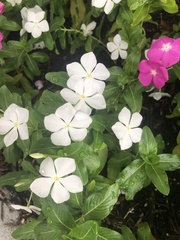 Catharanthus