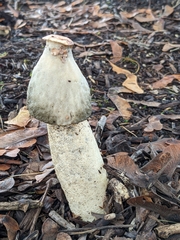 Phallus ravenelii