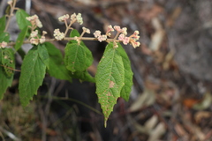Seringia arborescens