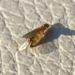 Brachymyrmex depilis