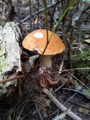 Leccinum aurantiacum