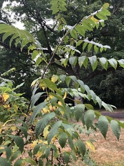 Juglans nigra