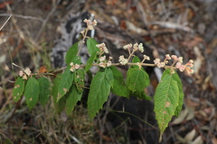Seringia arborescens