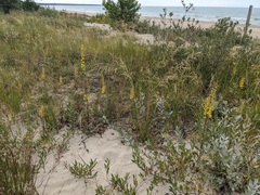 Solidago hispida huronensis