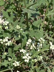 Ambrosiinae