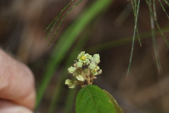 Seringia arborescens