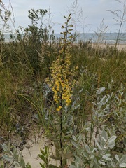 Solidago hispida huronensis