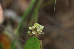 Seringia arborescens