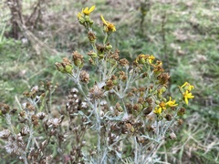 Jacobaea vulgaris