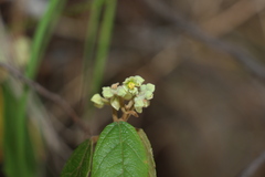 Seringia arborescens