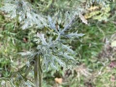Jacobaea vulgaris